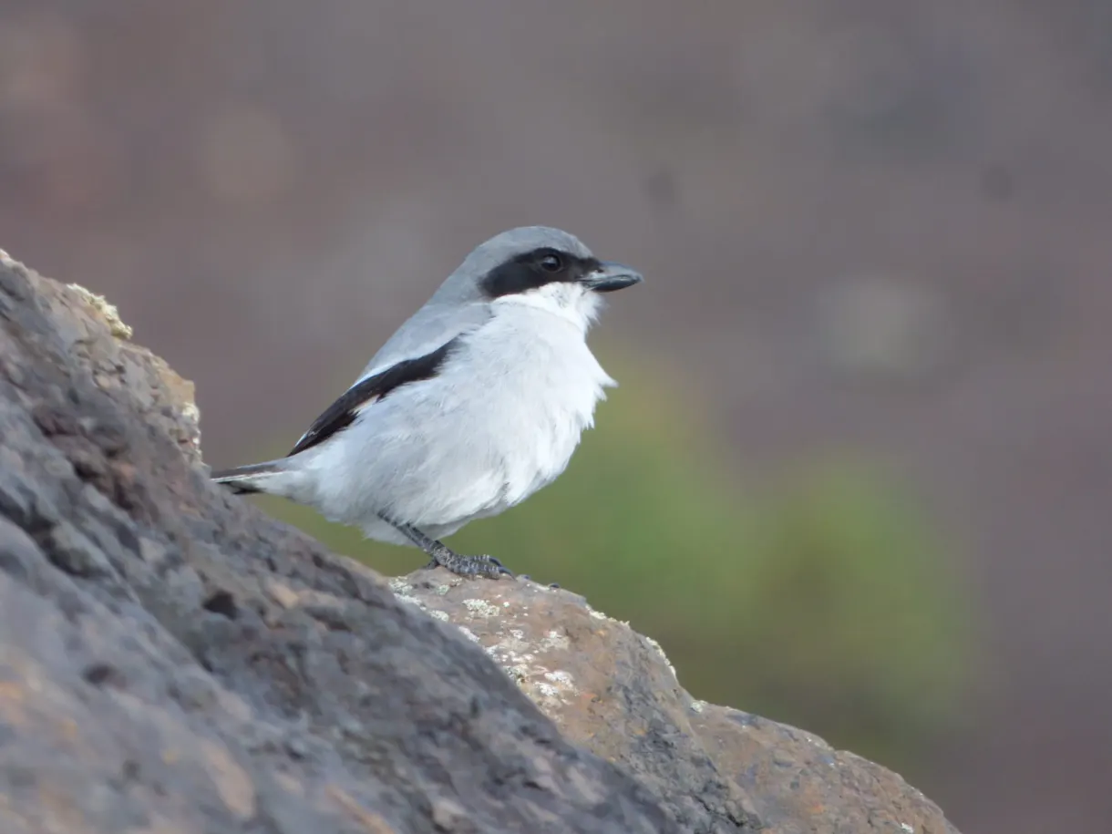 Petit oiseau gris et blanc perché sur un rocher volcanique