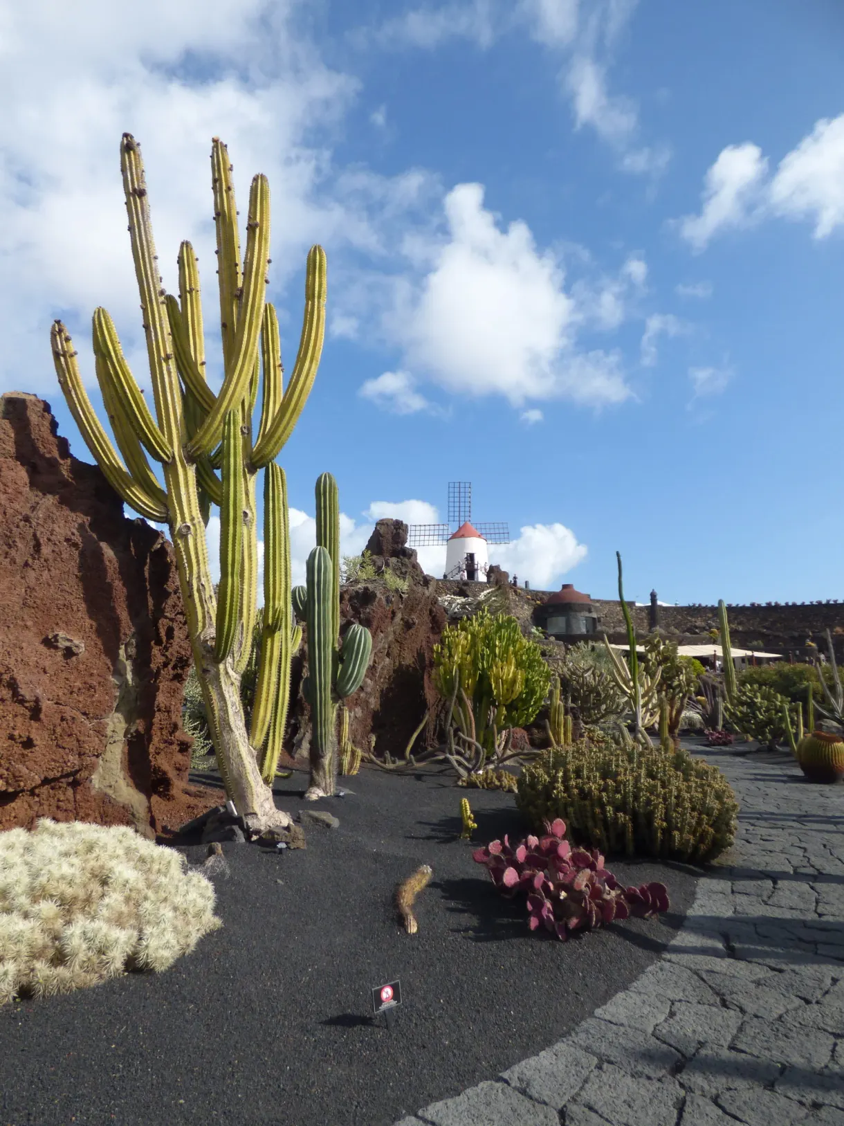 Cactus colonnaires alignés sur le gravier volcanique noir du jardin