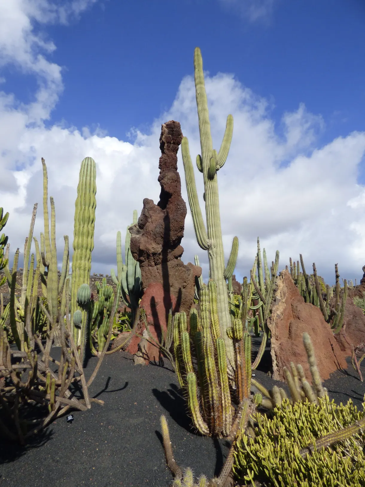 Cactus dressés autour d'une colonne de pierre rouge