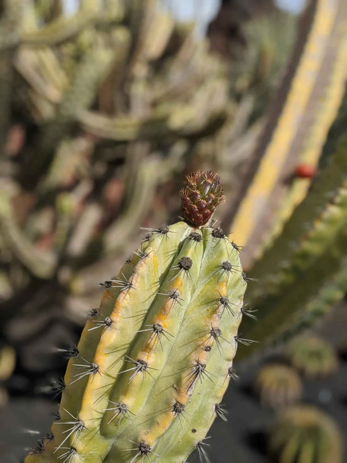 Gros plan sur un cactus vert clair hérissé d'épines