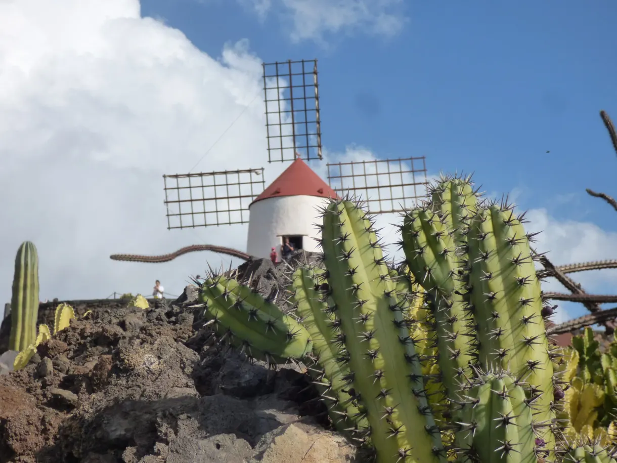 Moulin blanc à toit rouge dominant les cactus du jardin