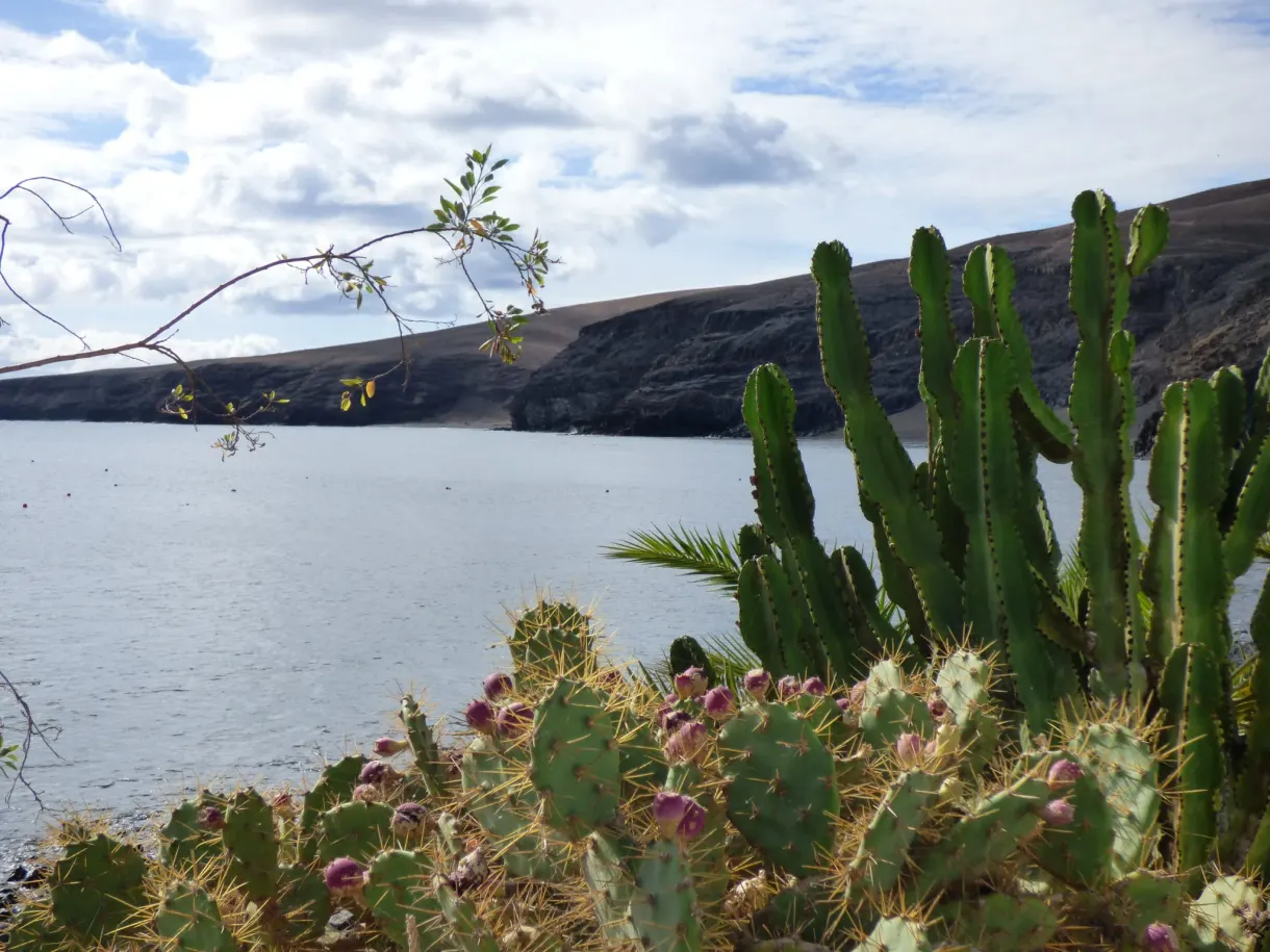 Figuiers de Barbarie en fruits devant la mer et la falaise