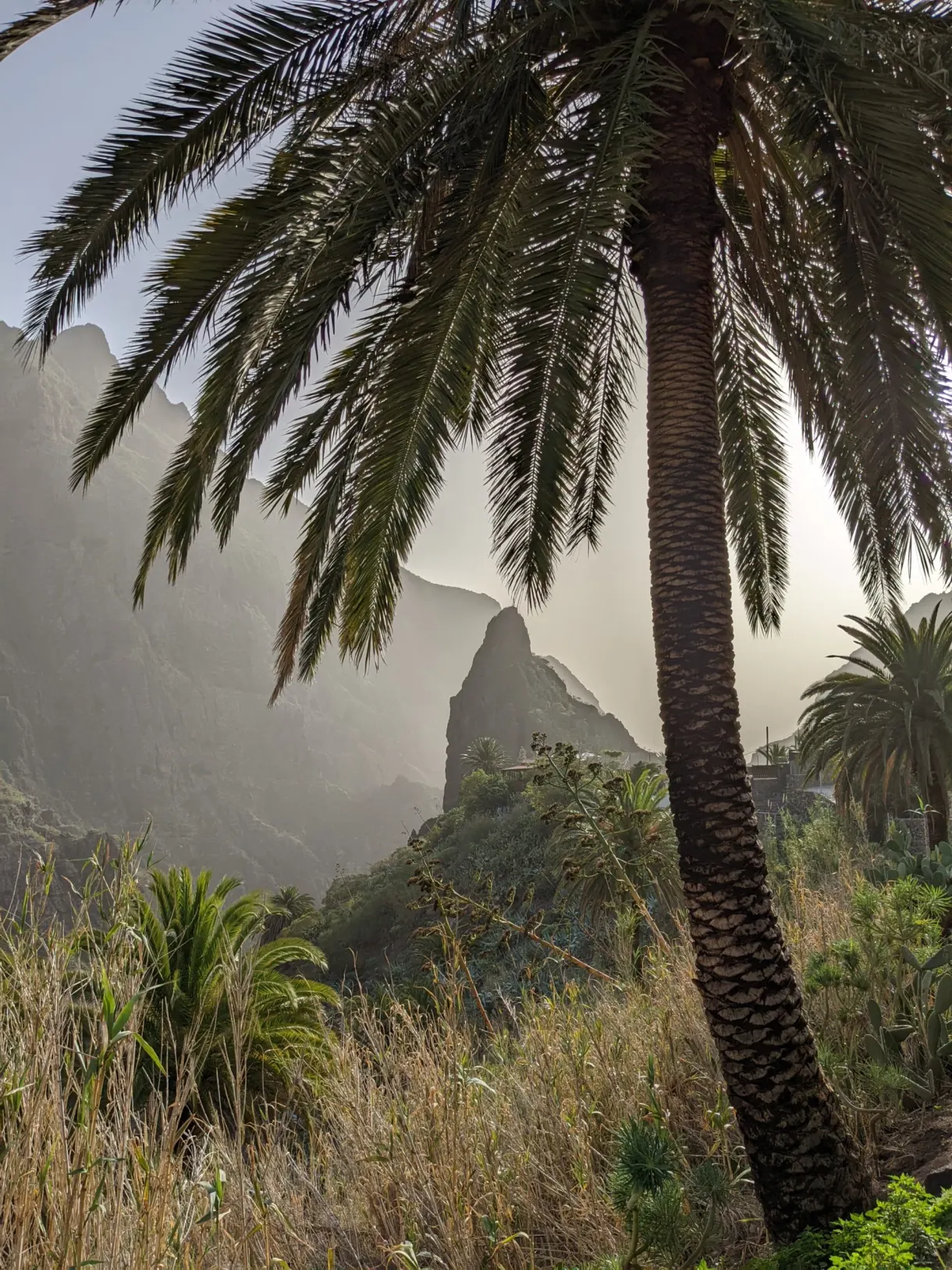 Palmier en contre-jour devant les pitons de Masca