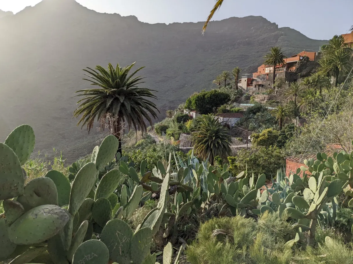 Raquettes de cactus devant les maisons à toits rouges de Masca
