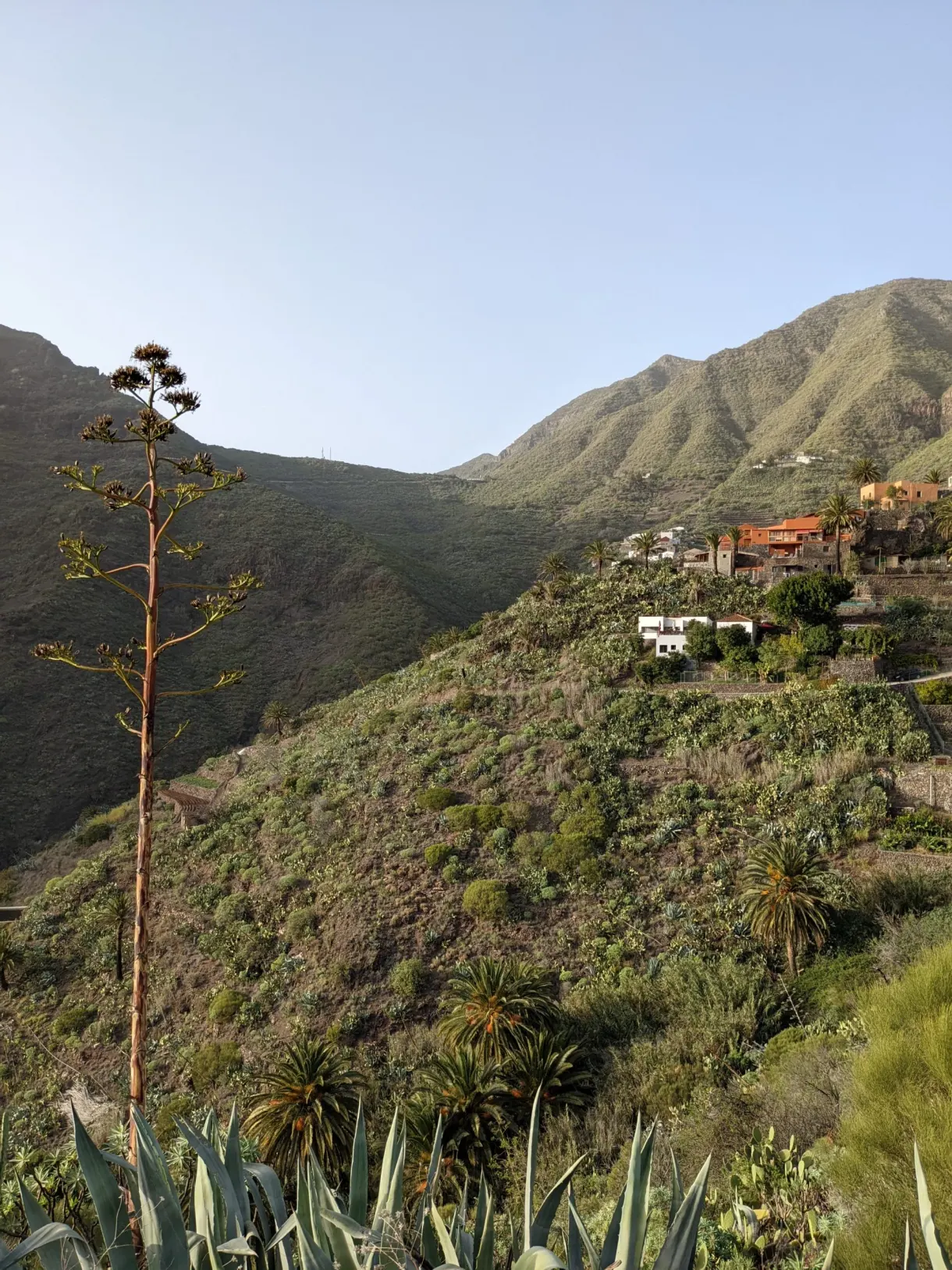 Hampe d'agave en fleur face aux versants verts de Masca