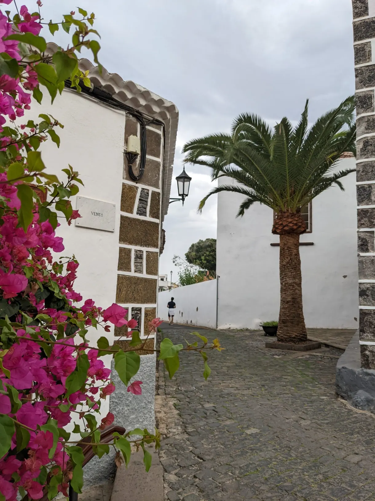 Bougainvillier rose éclatant dans une ruelle de Garachico