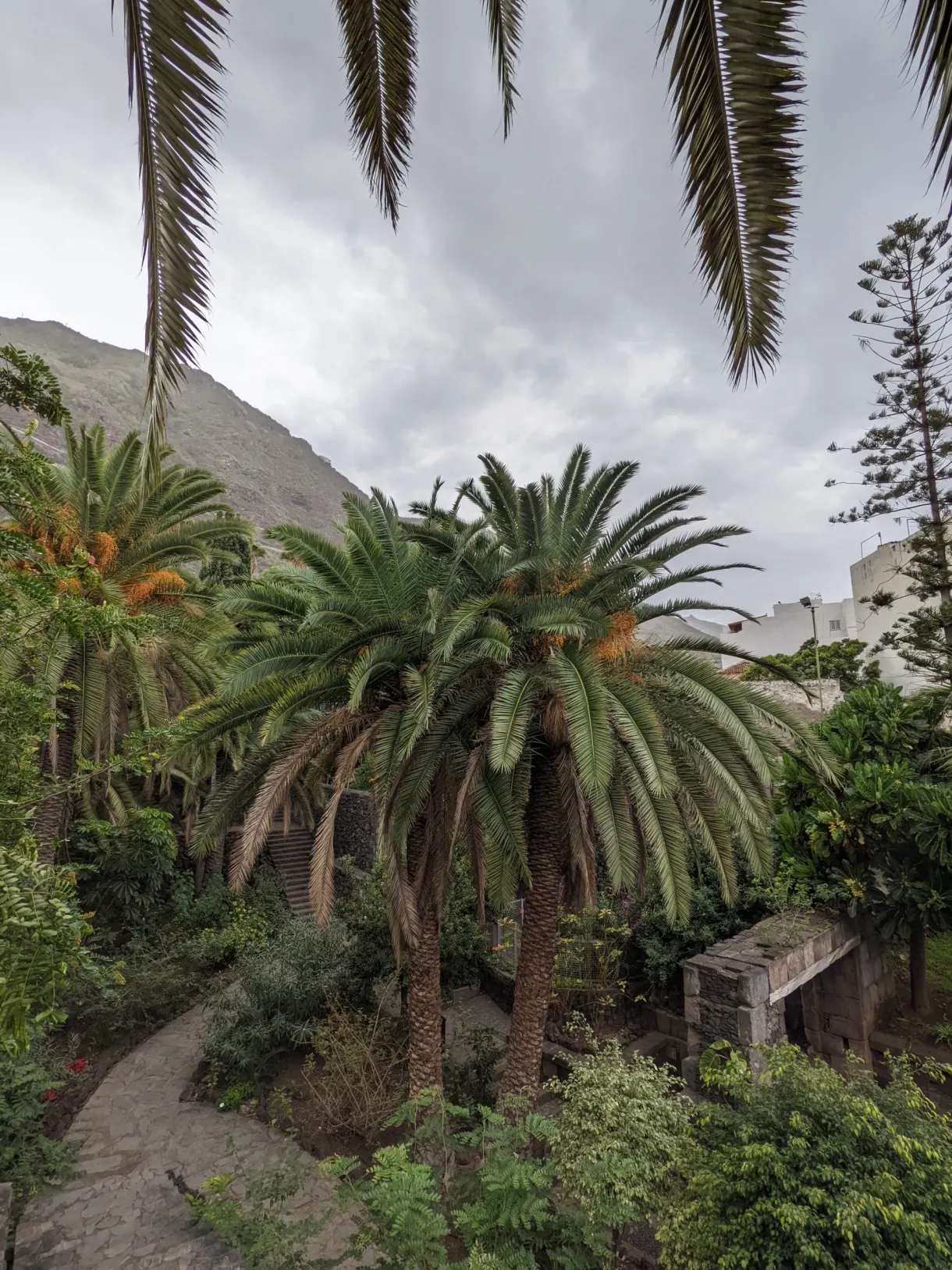 Palmiers dattiers massifs dans un jardin de Garachico