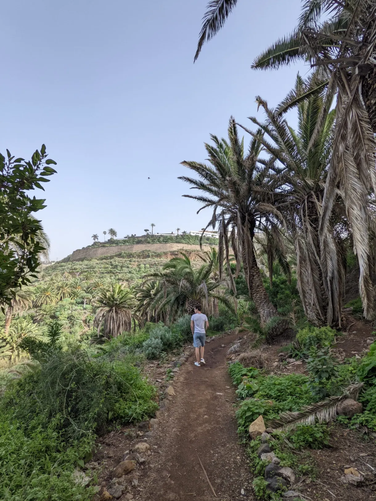 Marcheur sur un sentier de terre au milieu des palmiers