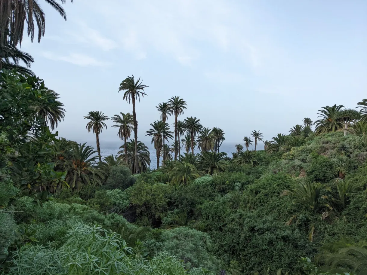 Palmeraie dense descendant vers l'horizon marin