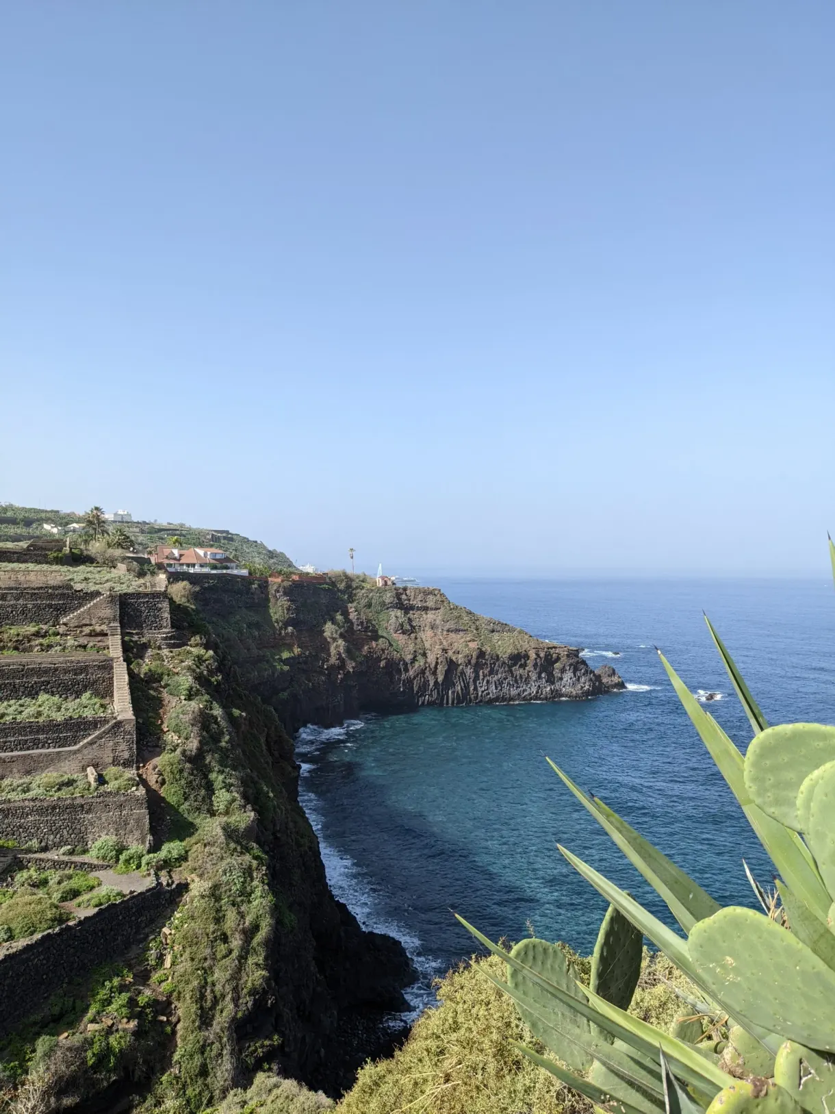 Agave au bord d'une falaise en terrasses au-dessus de l'océan