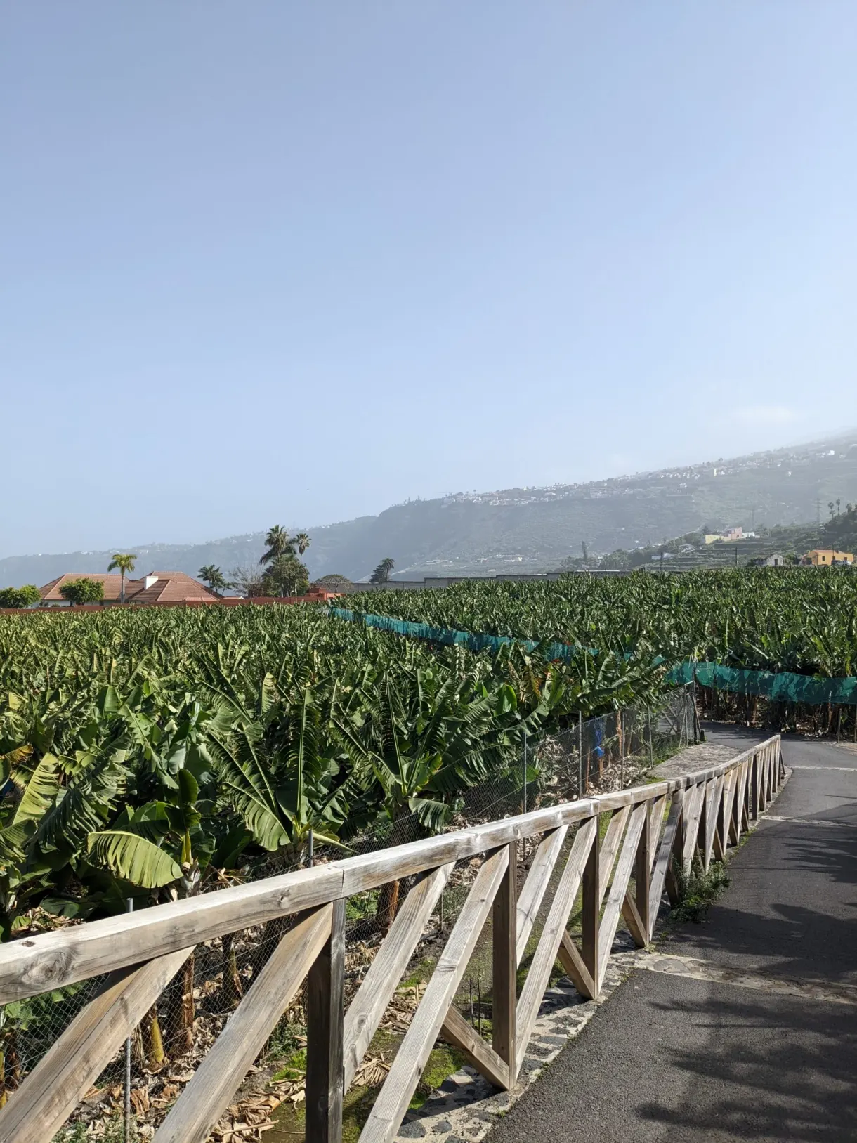 Bananeraie bordant une route au pied des montagnes