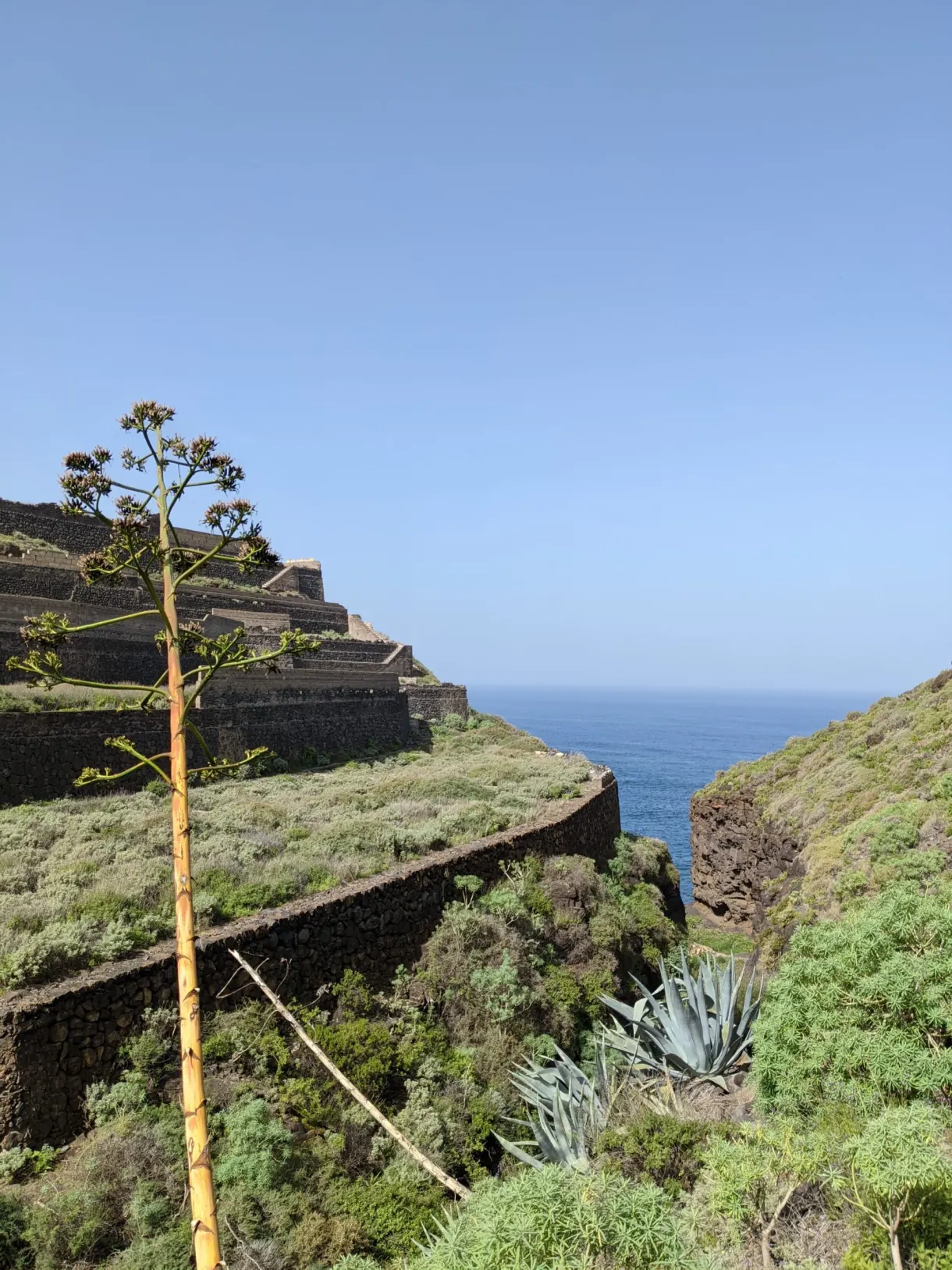 Hampe d'agave dressée au-dessus des cultures en terrasses