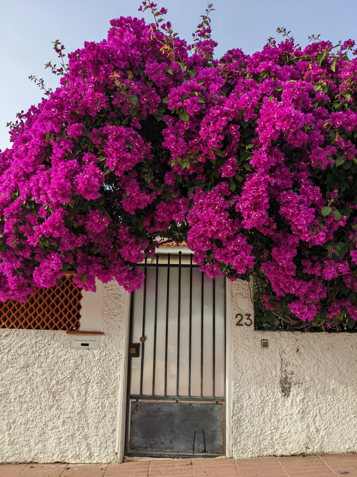Bougainvillier fuchsia débordant au-dessus d'un portail blanc