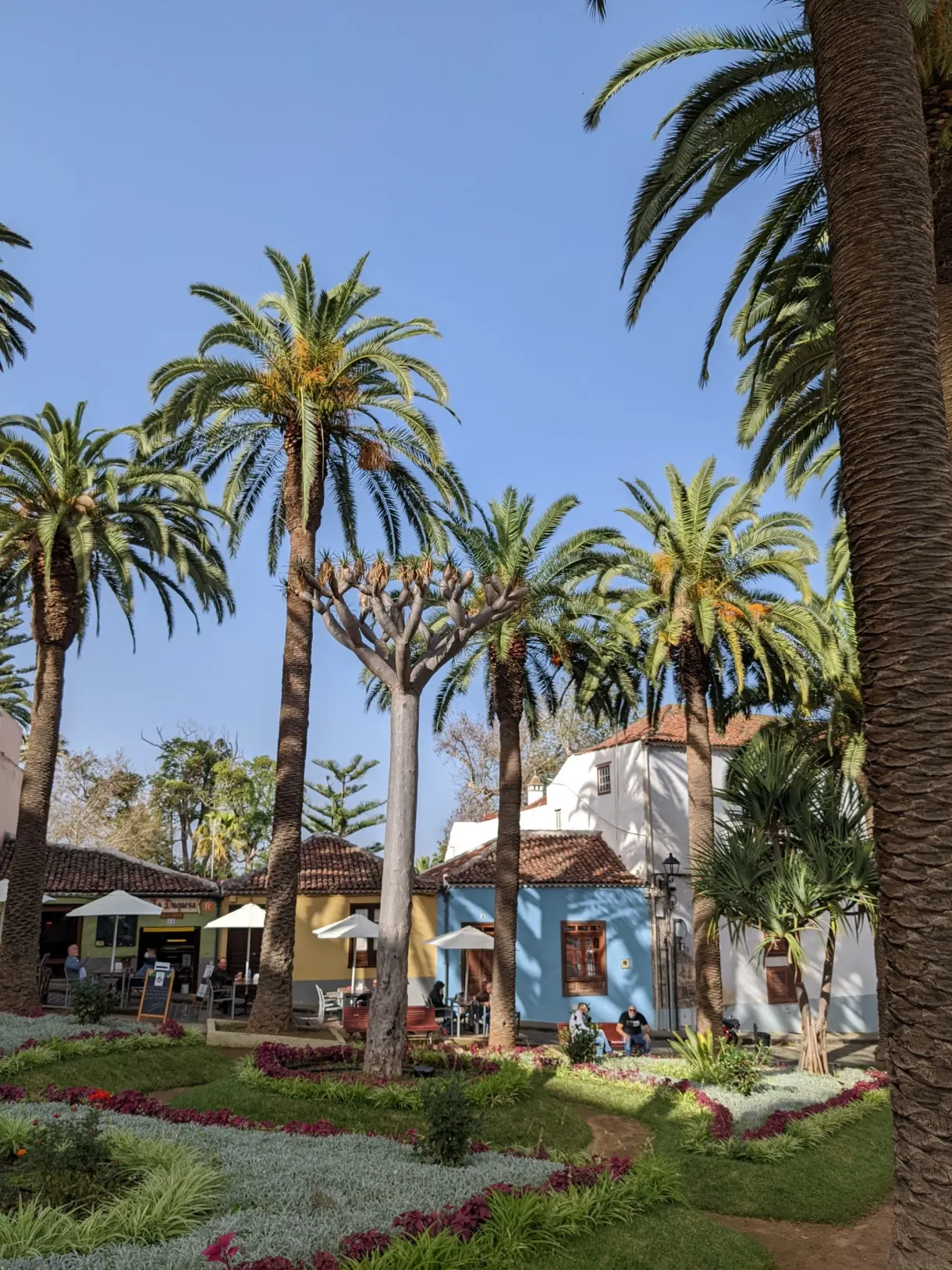 Palmiers et parterres fleuris dans un jardin de La Orotava