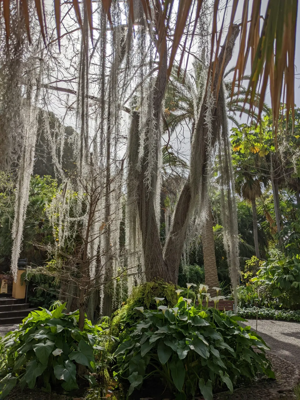 Racines aériennes tombant des arbres d'un jardin luxuriant