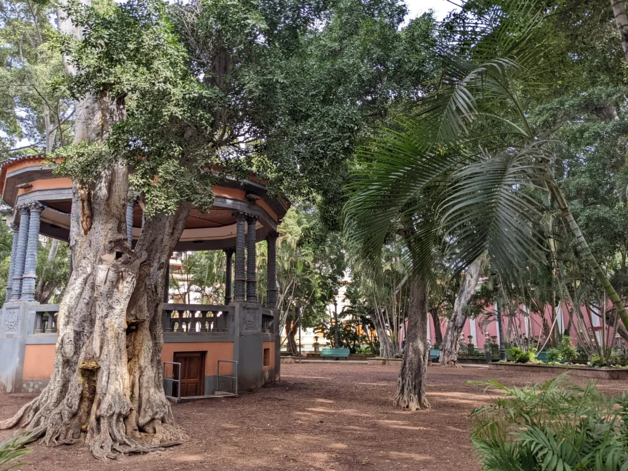 Arbres noueux et kiosque sur une place de Santa Cruz