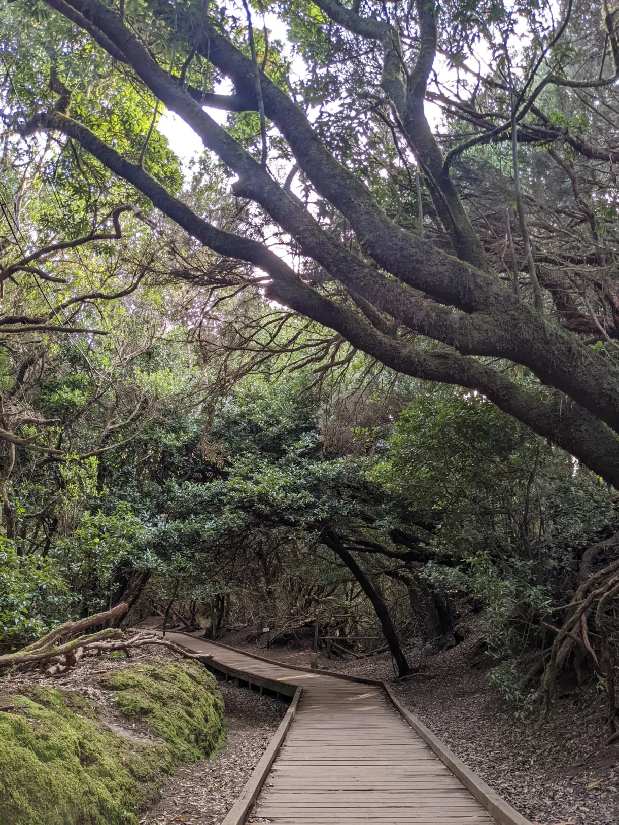 Passerelle de bois dans la forêt de lauriers d'Anaga