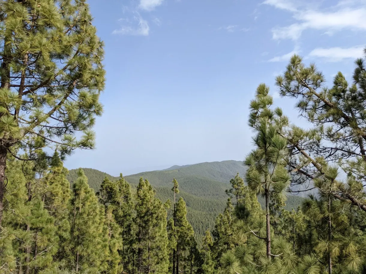 Canary Island pines opening onto the forest from the road