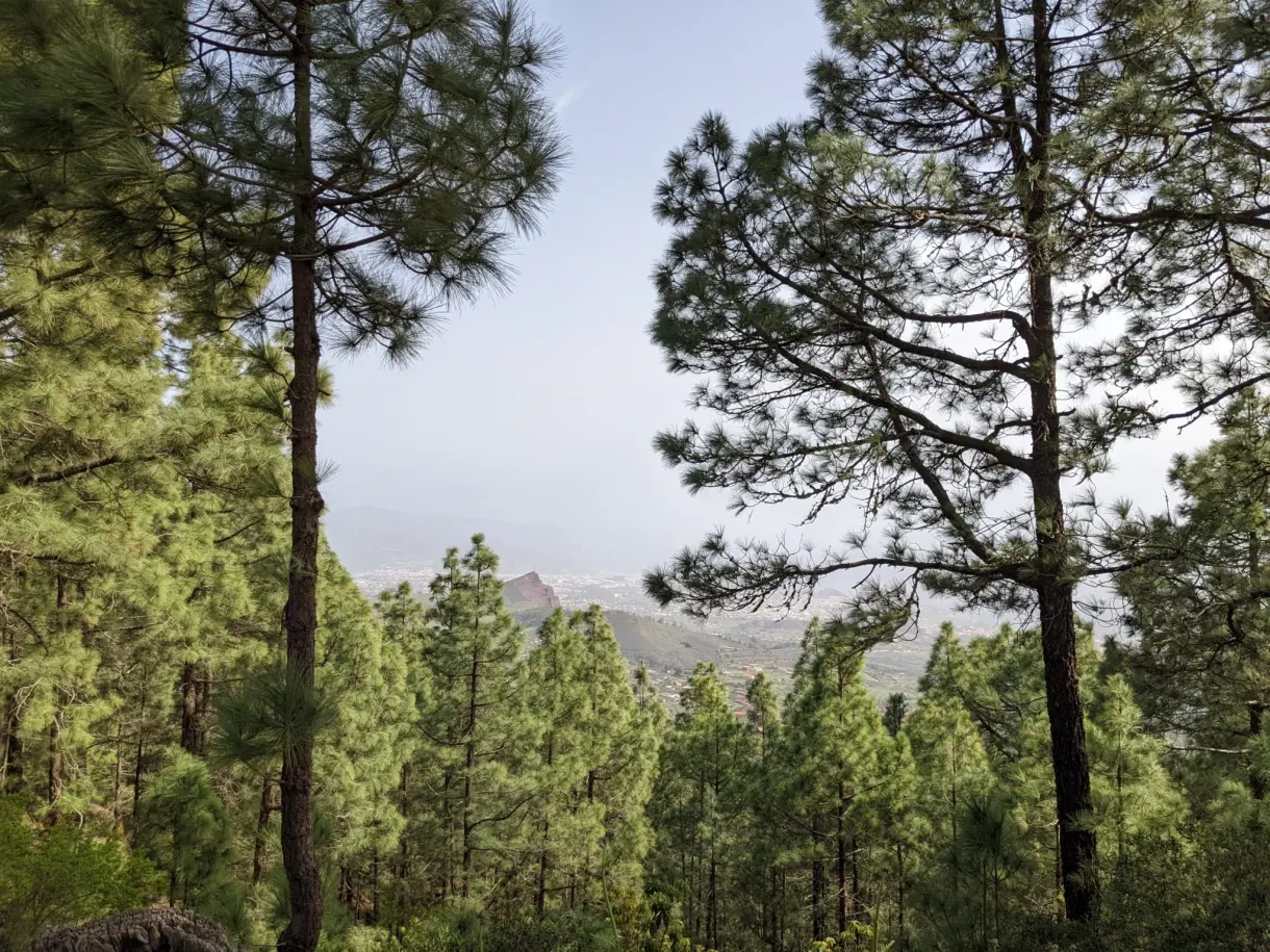 Slender pine trunks in front of ridges veiled in mist