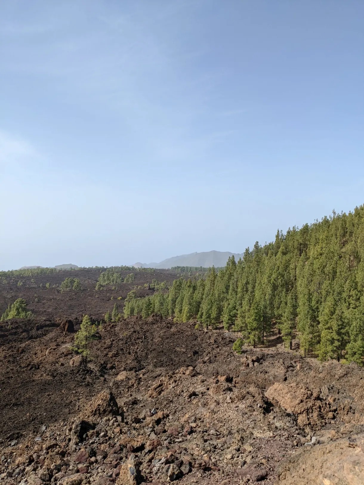 Pine forest clinging to the edge of a dark lava flow