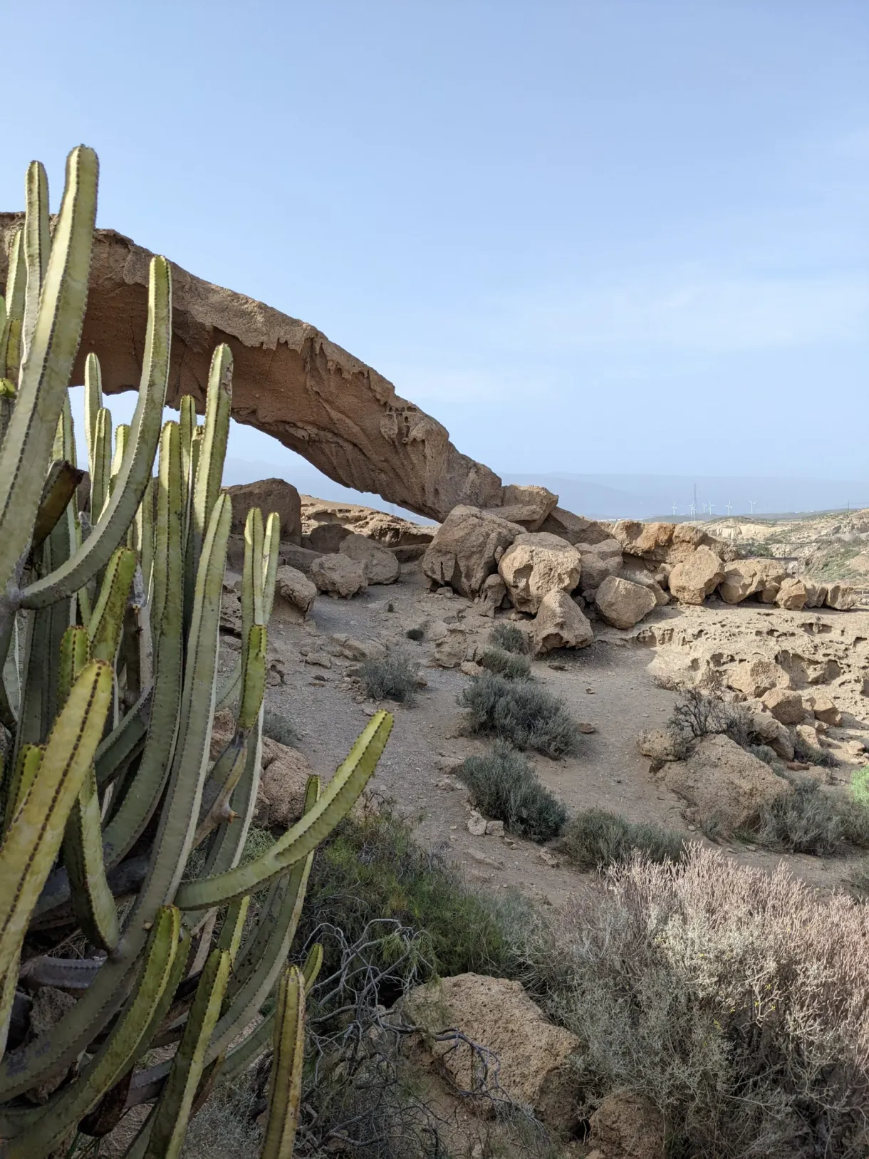 Cactus dressés au premier plan devant une arche de roche claire