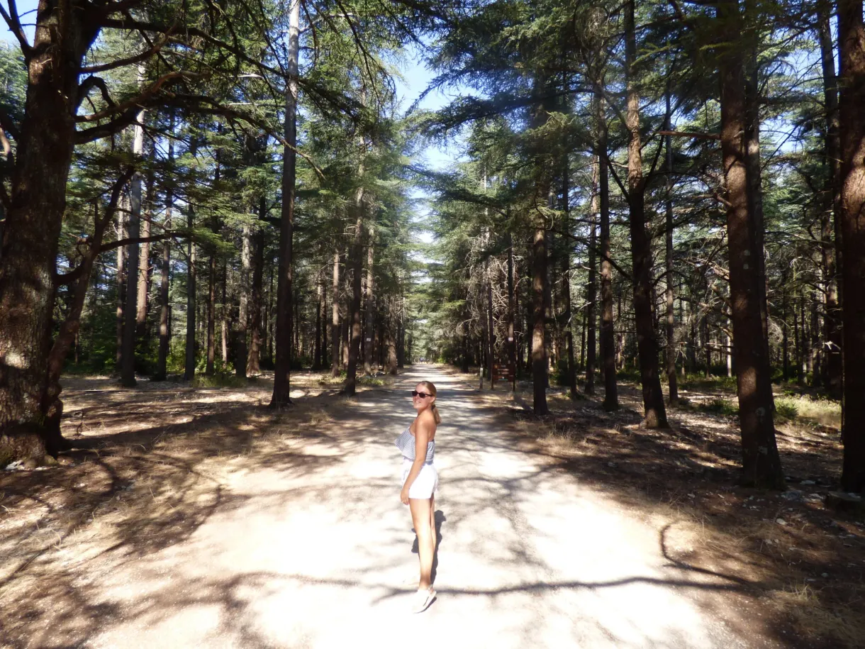 Femme marchant sur un chemin bordé de hauts cèdres