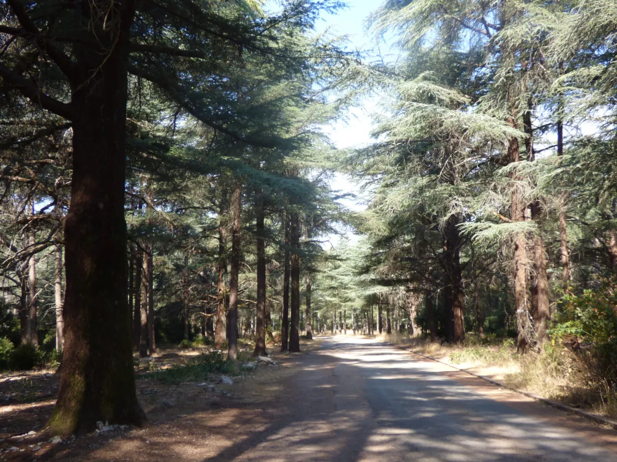 Route ombragée traversant la forêt de cèdres