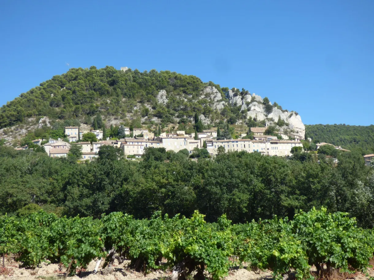 Vines in the foreground and Séguret clinging to the wooded hill