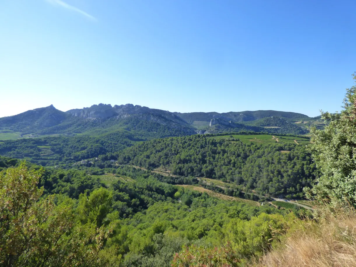 Wooded hills and vine plots seen from above