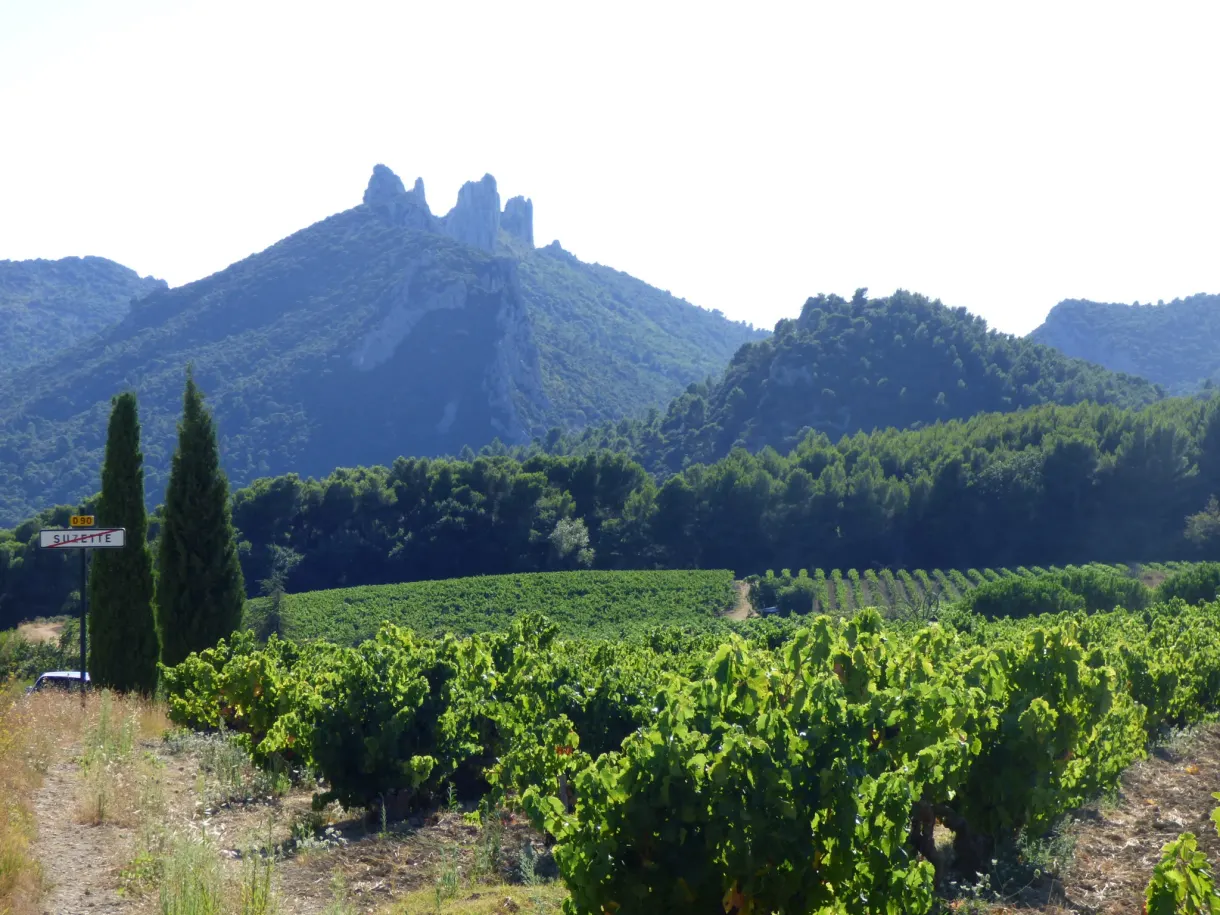 Jagged crests of the Dentelles de Montmirail above the vines