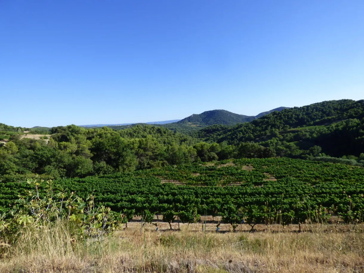 Green vineyard running up to the dark hills