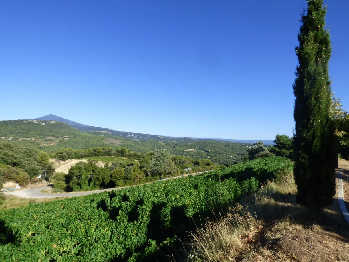 Cypress at the edge of the vines and the summit of Mont Ventoux on the horizon