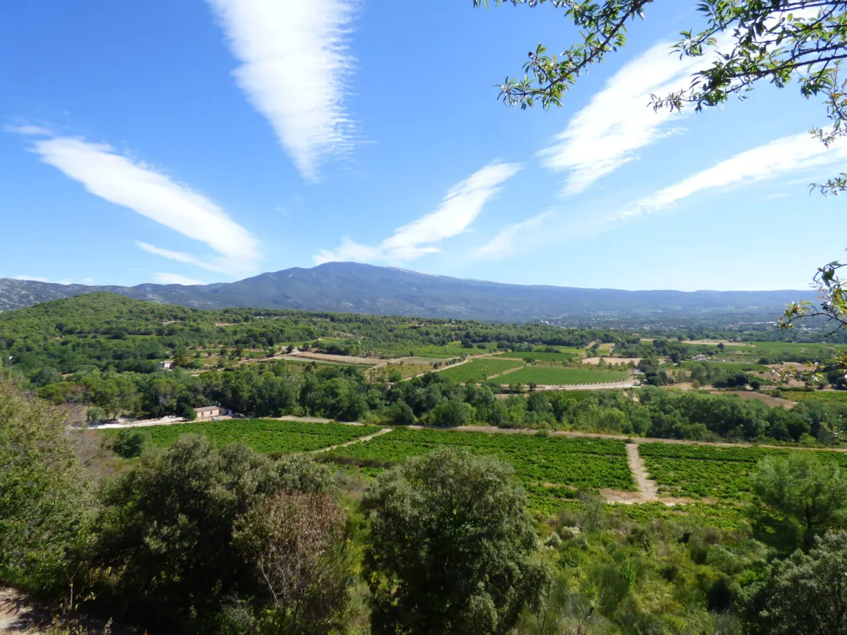 Mont Ventoux and a chequerboard of vines under wispy cirrus clouds