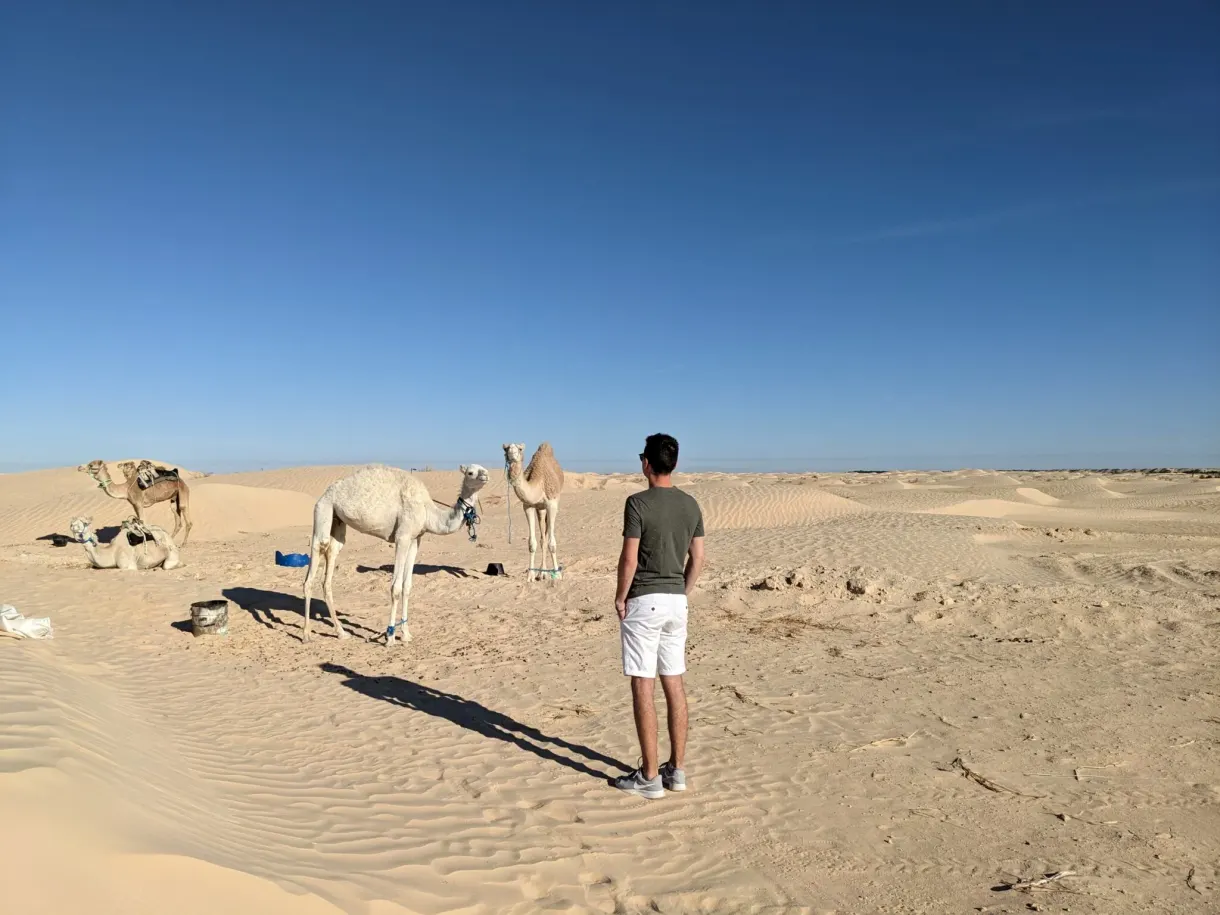 Dromadaires dans les dunes autour du camp Dunes Insolites à Sabria