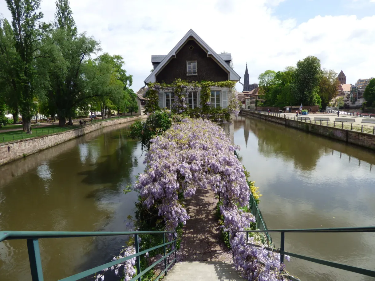 Cascade of mauve wisteria along the tree-lined canal