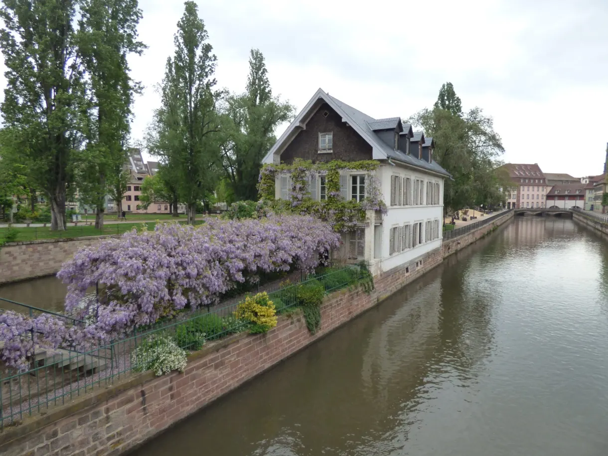 House covered in ivy and wisteria beside the canal