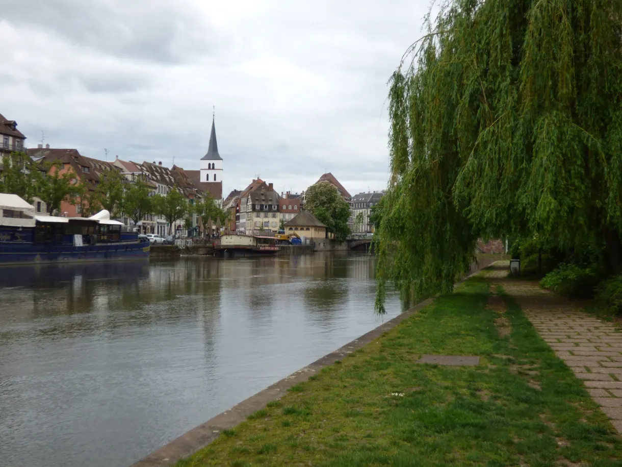 Weeping willow bending over the grassy riverbank