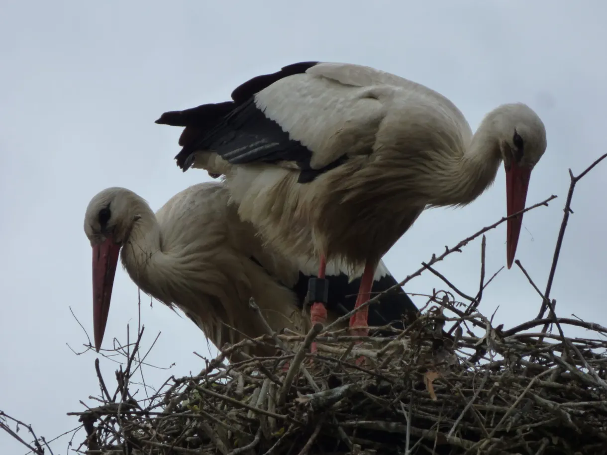 Pair of white storks busy in their nest of branches