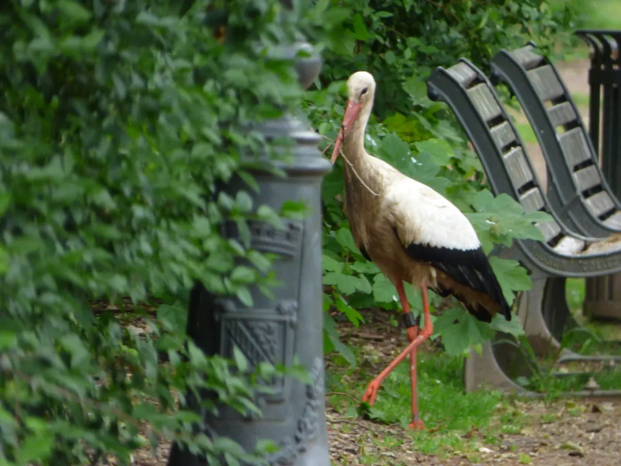 Stork walking near a bench, in the shade of the trees