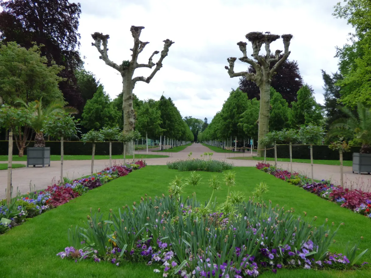 Wide avenue lined with clipped trees and beds of irises