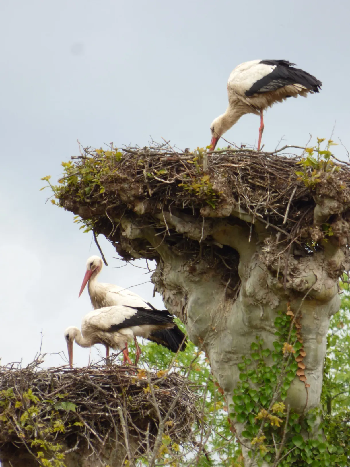 Two stork nests perched on pollarded trunks