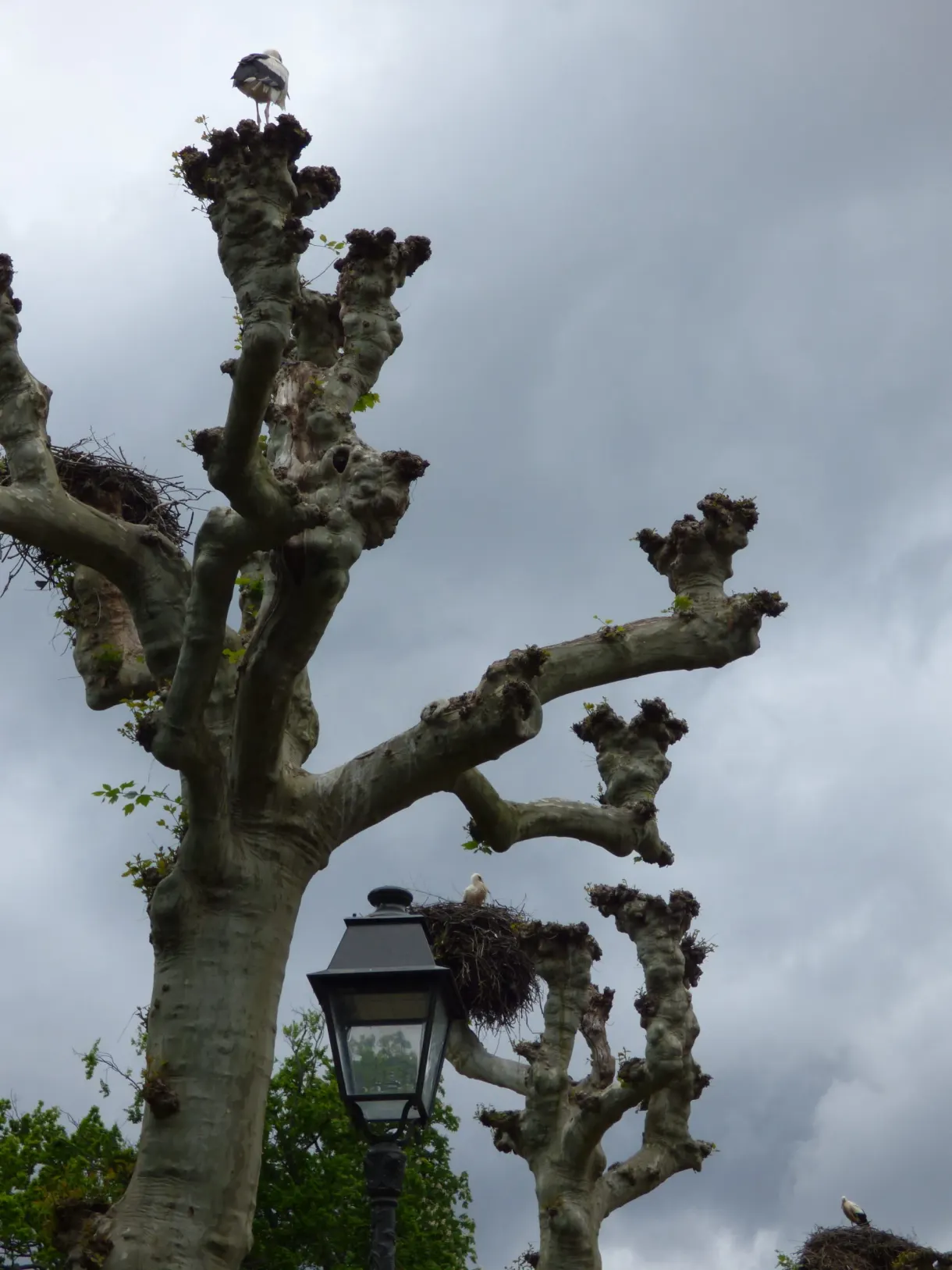 Pollarded tree with bare branches against a stormy sky