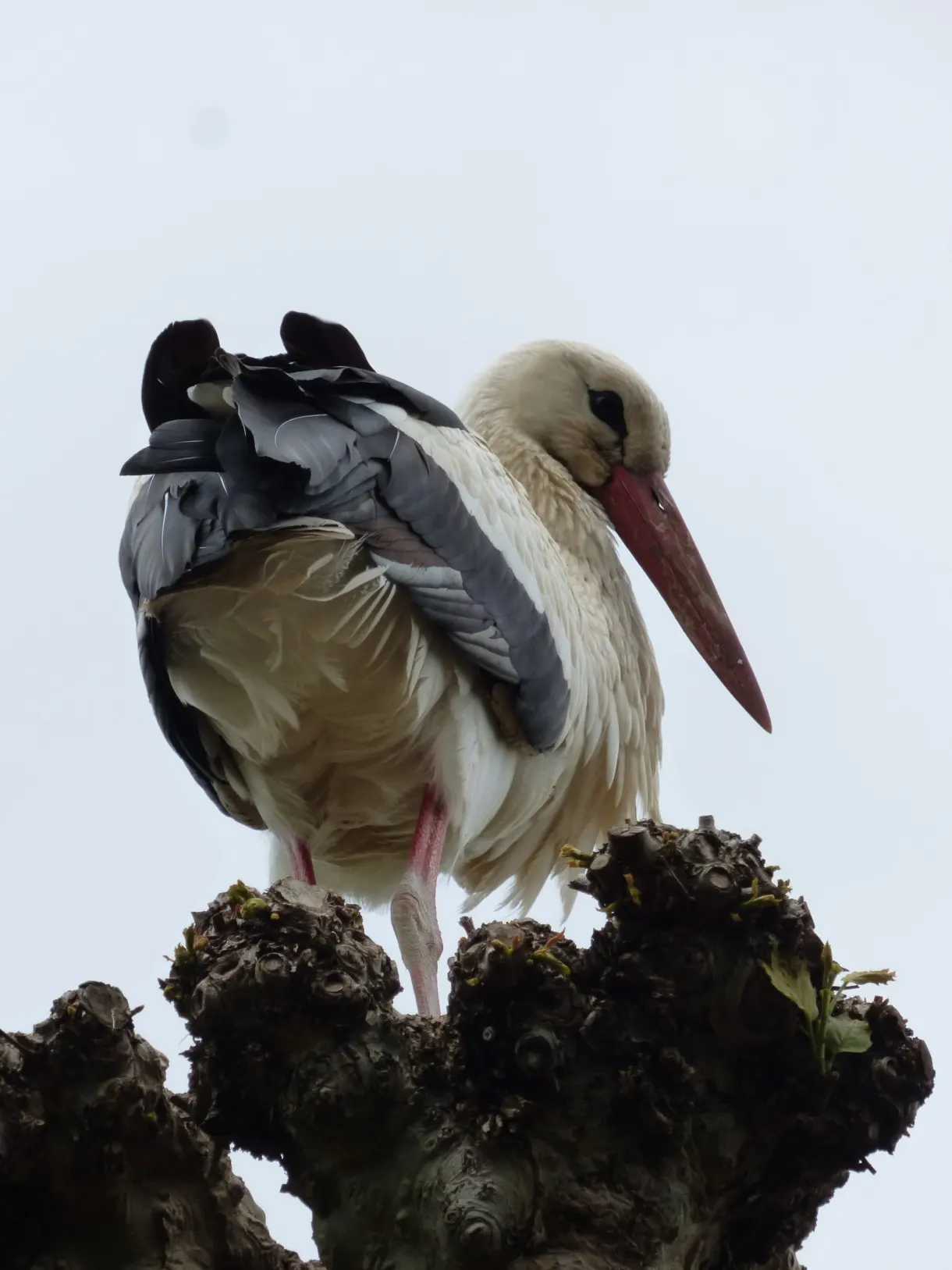 Stork preening its feathers on top of a cut trunk