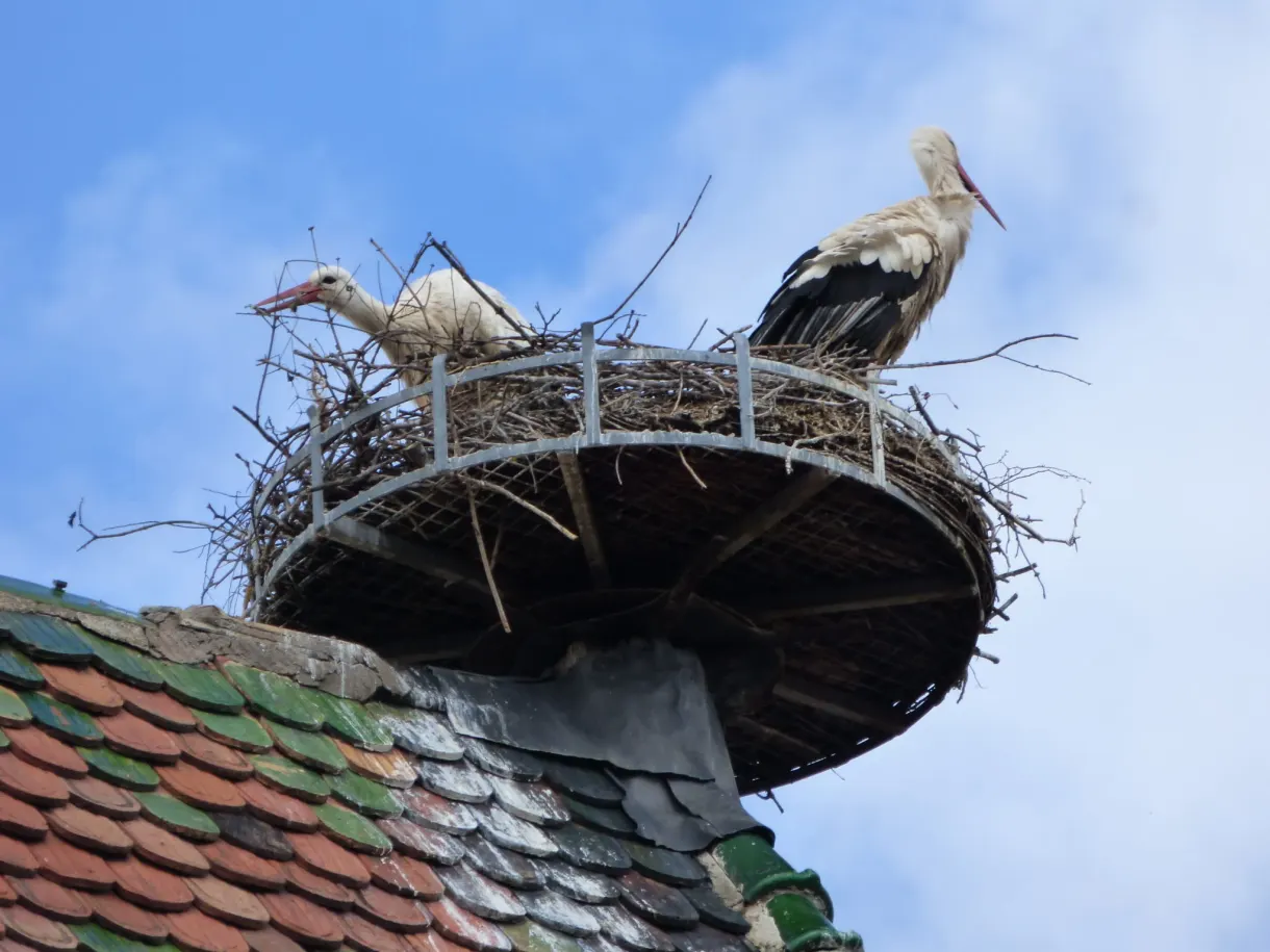 Stork nest set on a platform at the ridge of a roof