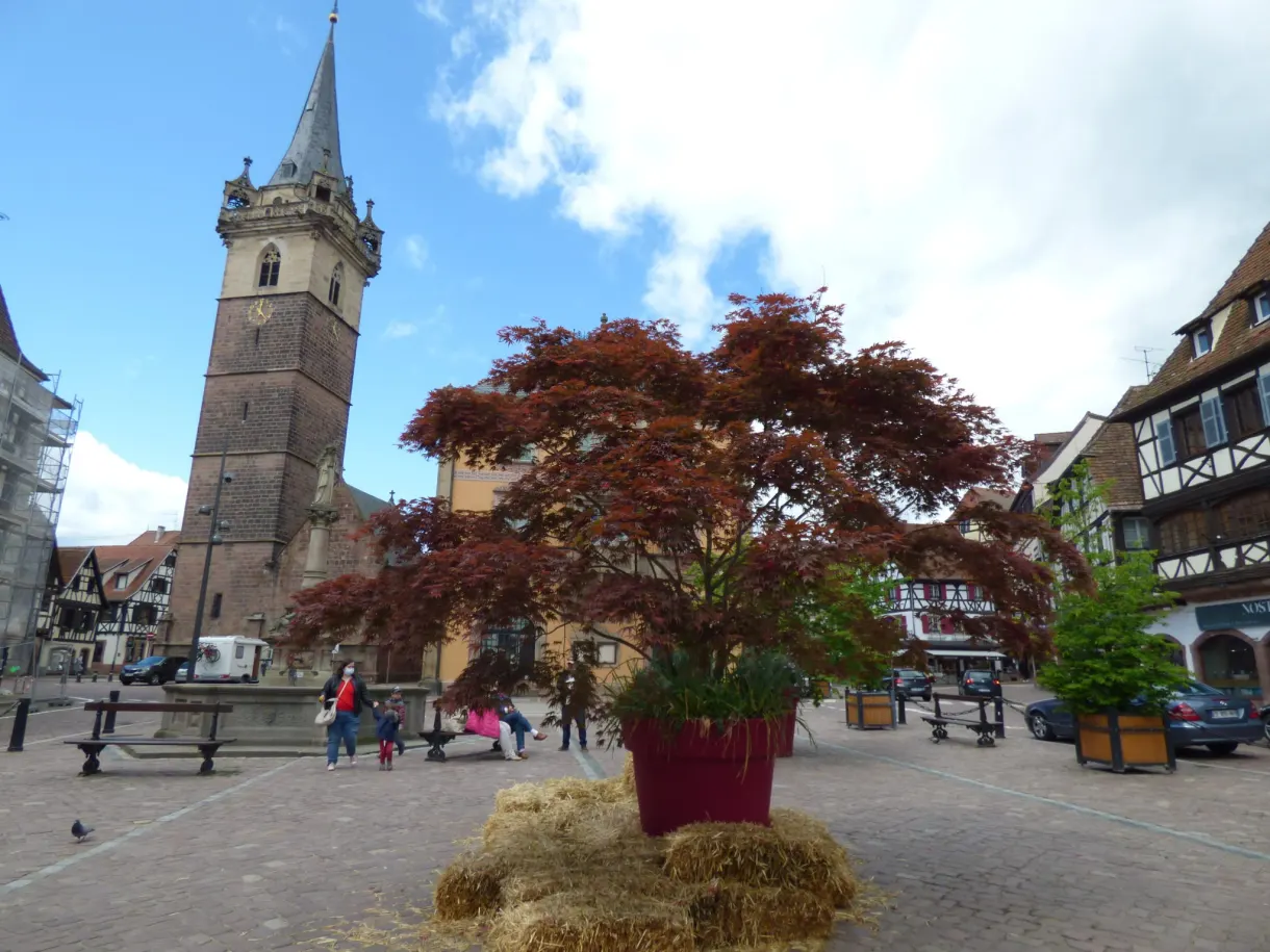 Purple maple and medieval belfry on the cobbled square