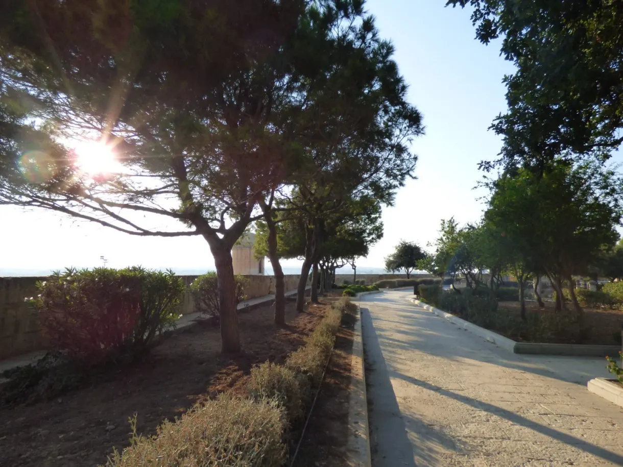 Backlit tree lined path in the garden