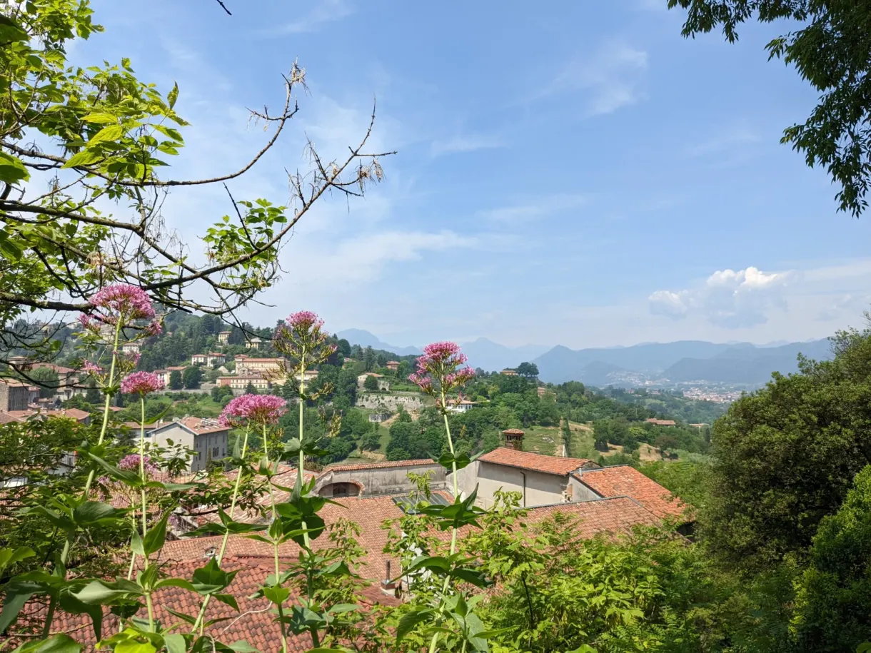 Pink flowers in the foreground in front of the inhabited hills