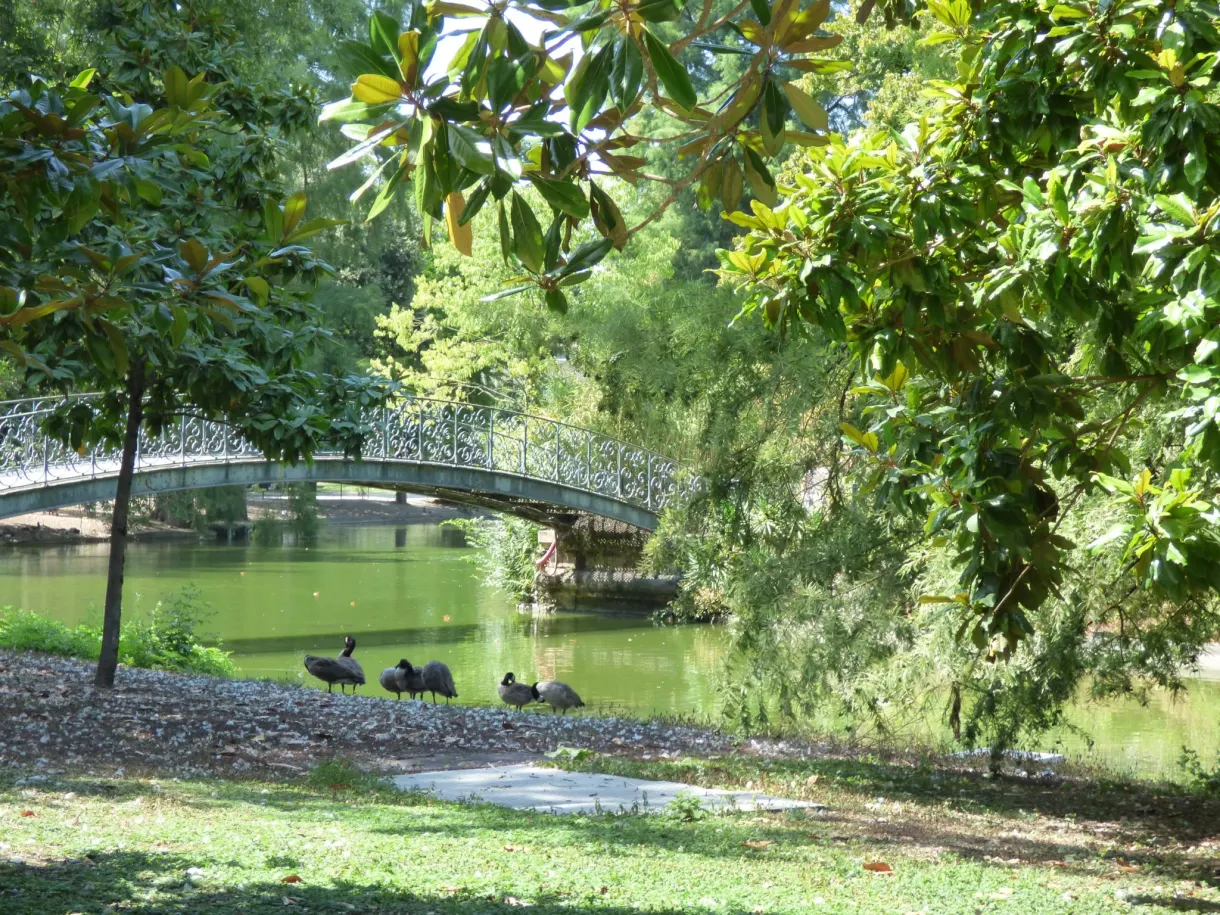 Étang vert bordé d'arbres où sommeillent des canards