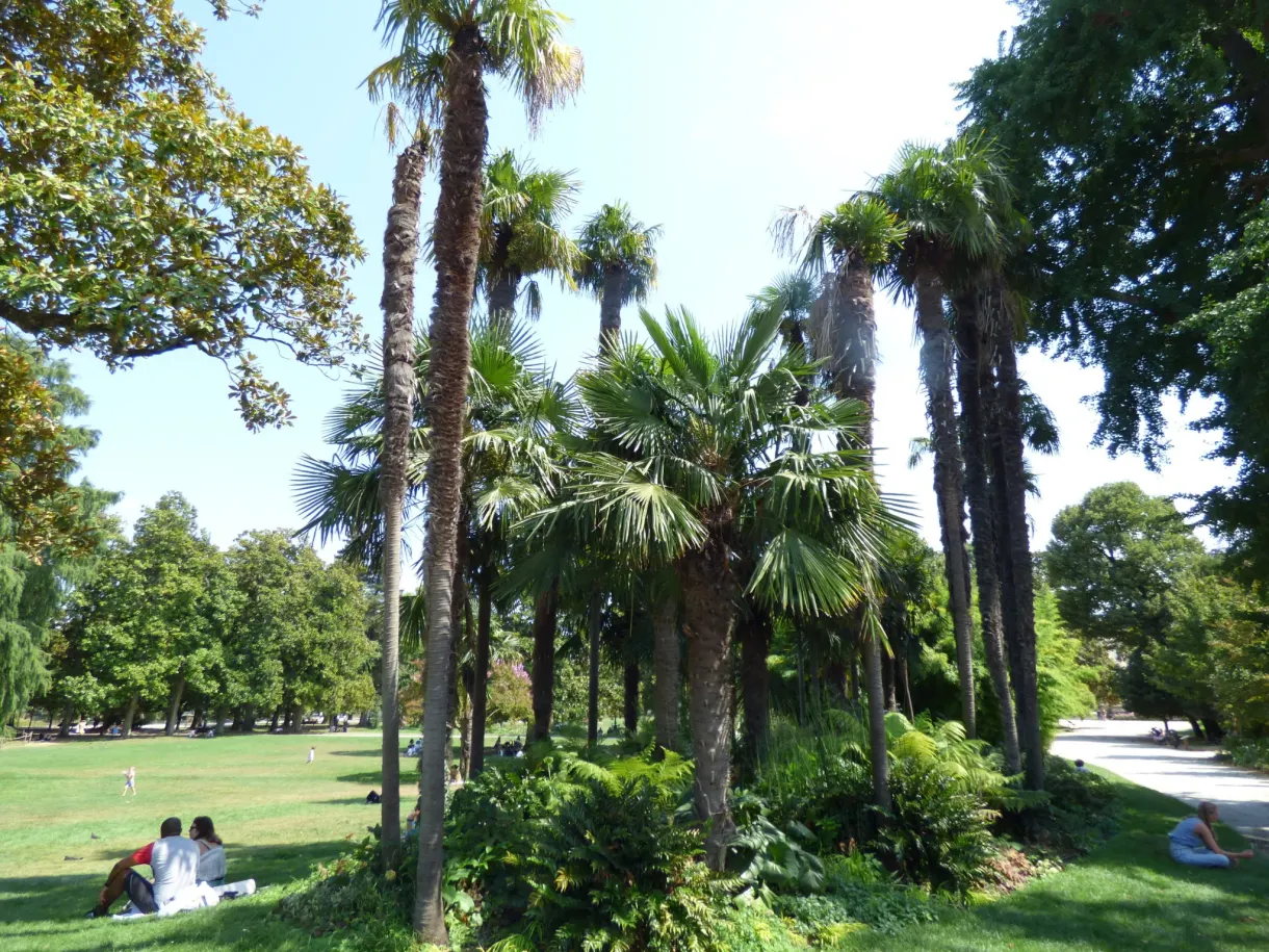 Bosquet de palmiers et de bananiers au bord d'une pelouse ensoleillée