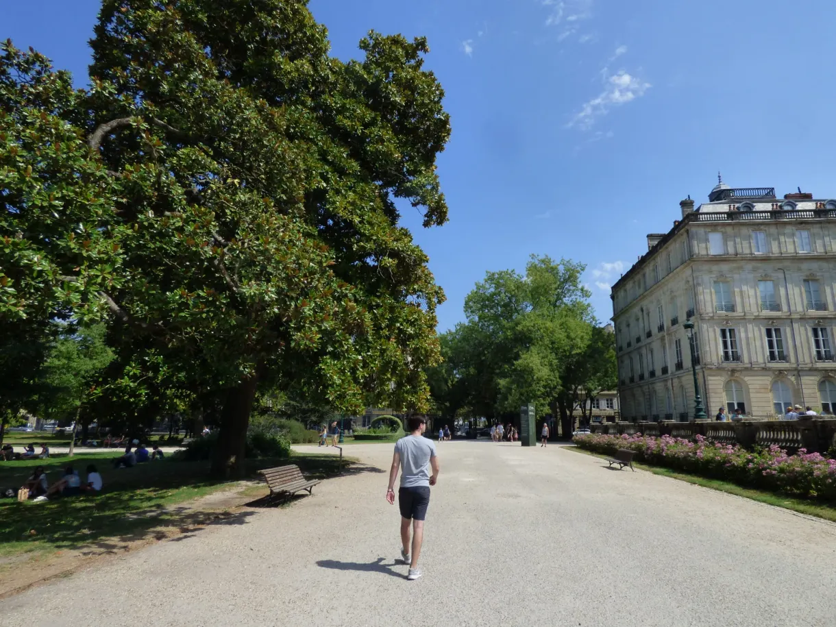 Promeneur solitaire sur une large allée bordée de grands arbres